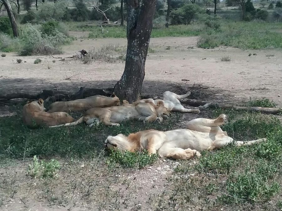 Adolescent lions resting in the shade beneath a tree