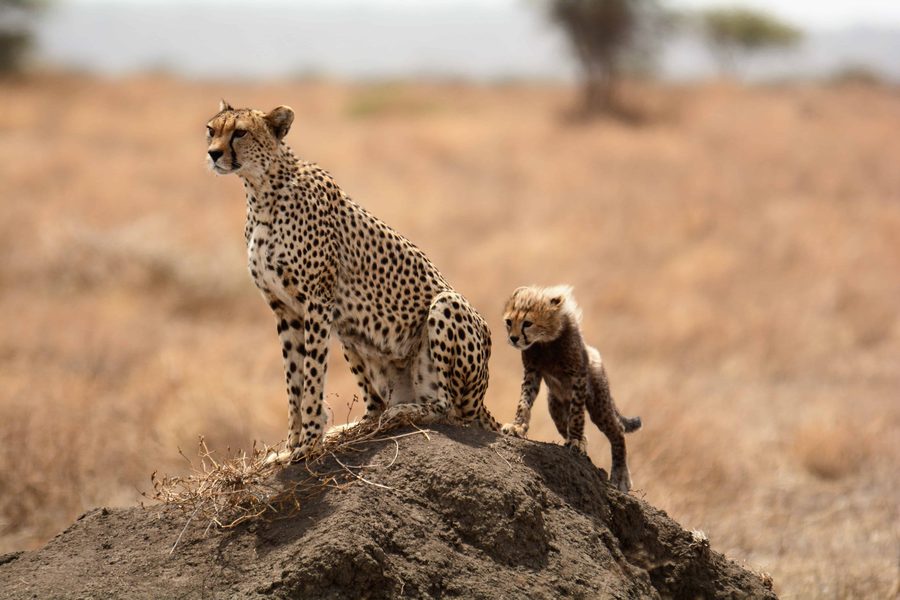 A cheetah and her cub on a termite mound, scanning the plains