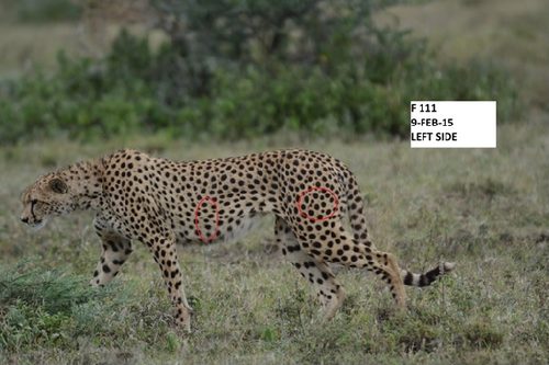 Cheetah F111 walking through grass, with an identification label and circled spot patterns on her flank