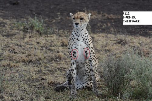 Cheetah F112 sitting upright, with an identification label and circled spot patterns on her chest