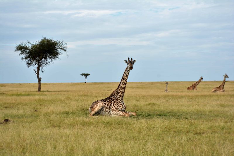 A giraffe lying in the grass, more giraffes and acacia trees on the horizon