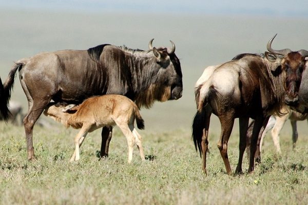 A wildebeest calf suckling from its mother on the short-grass plains, another adult beside them