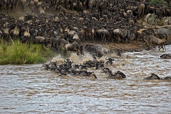 Wildebeest plunging off a riverbank into the water during a migration river crossing