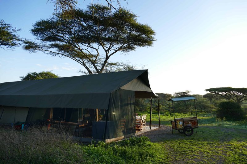 A guest tent with a covered veranda beneath a large acacia tree