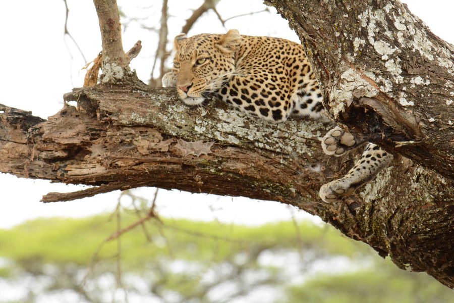 A leopard resting along the branch of a tree