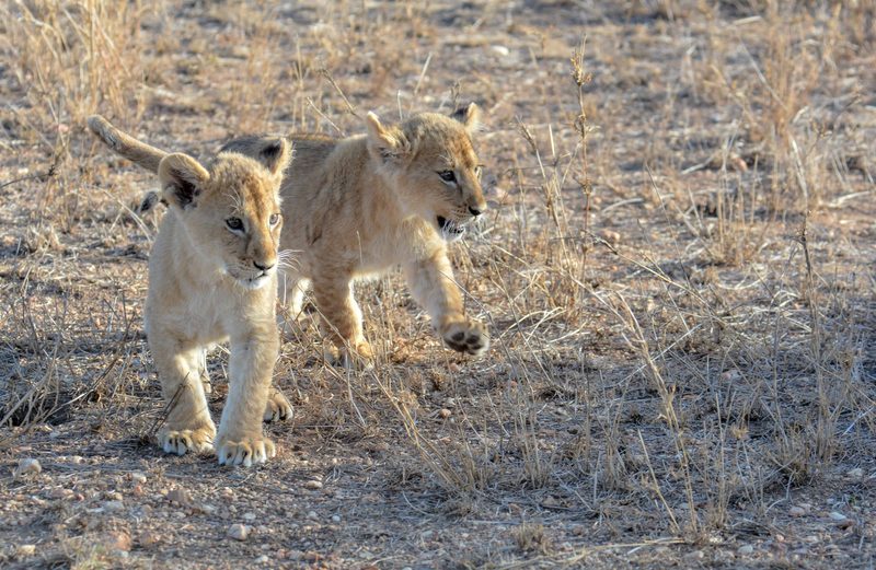 Two lion cubs walking across dry ground