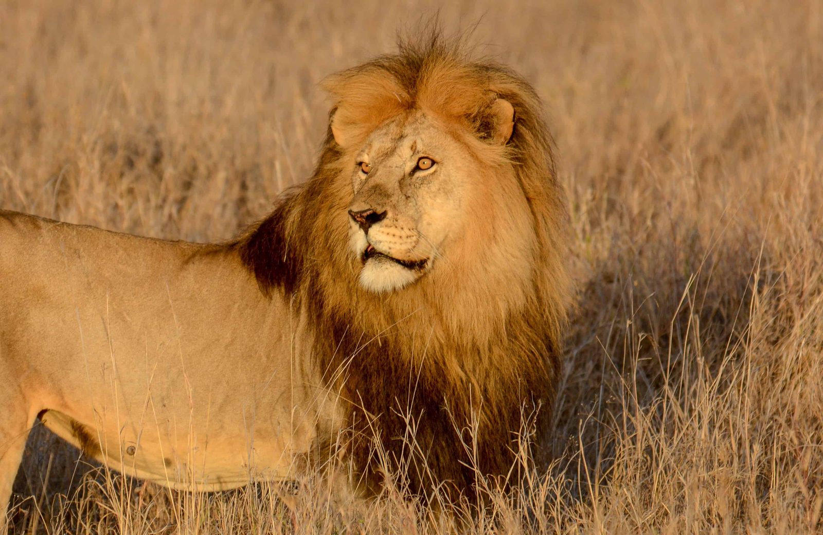 A male lion with a full dark mane in golden late-afternoon light