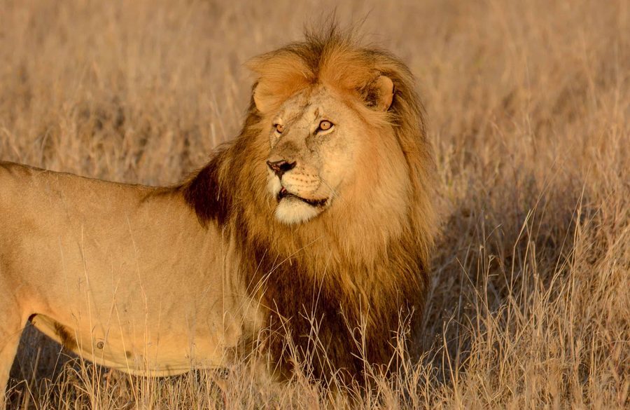 A male lion with a full dark mane in golden late-afternoon light