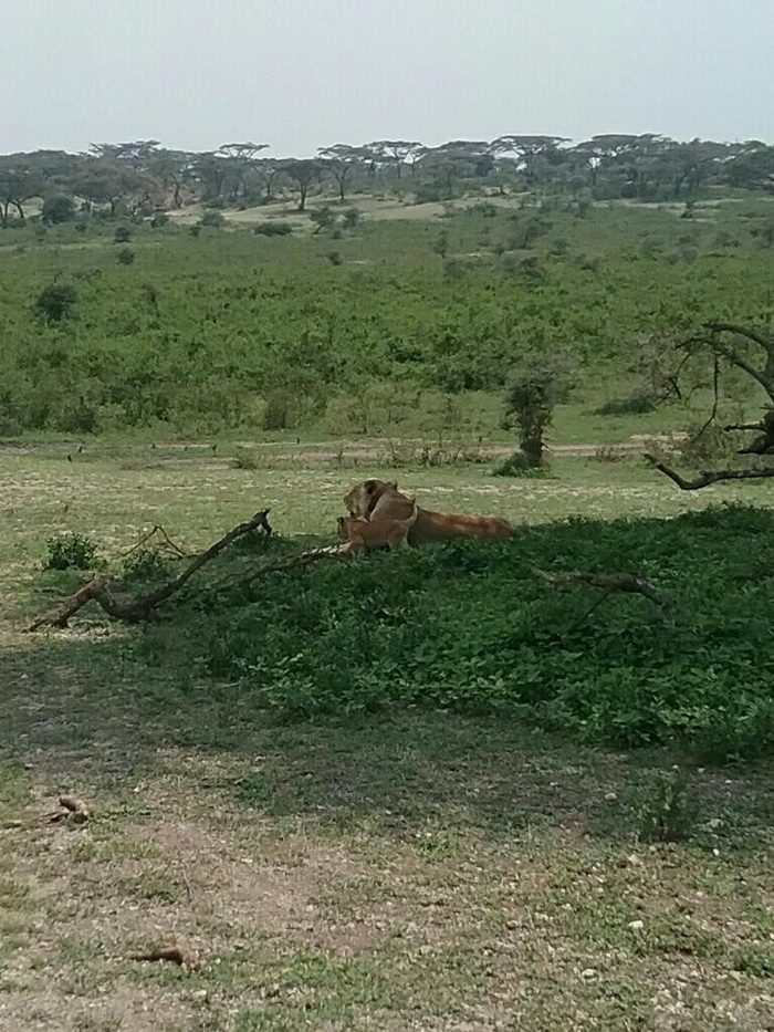 A Masek Pride lioness lying in the grass on open plains, bush and acacia woodland behind