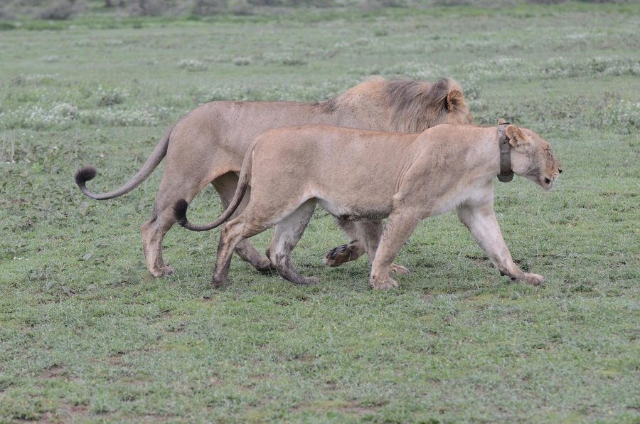 A young male lion walking close behind a Masek Pride lioness on green grass