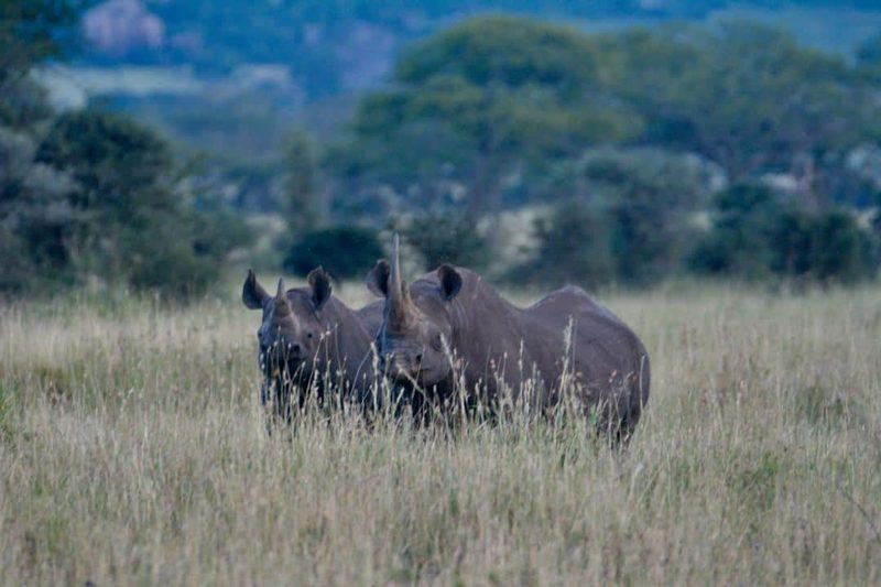Two black rhinos standing in tall grass