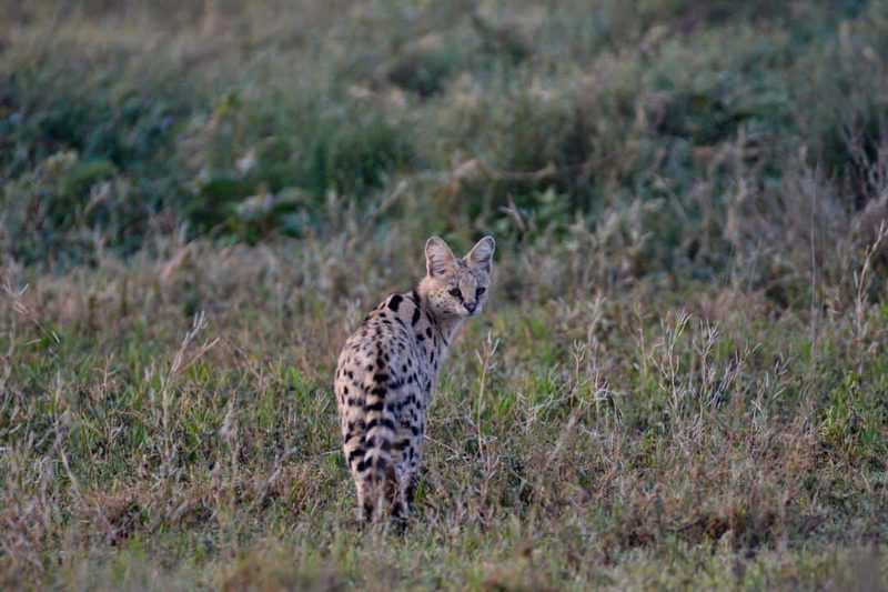 A serval standing in long grass, looking toward the camera