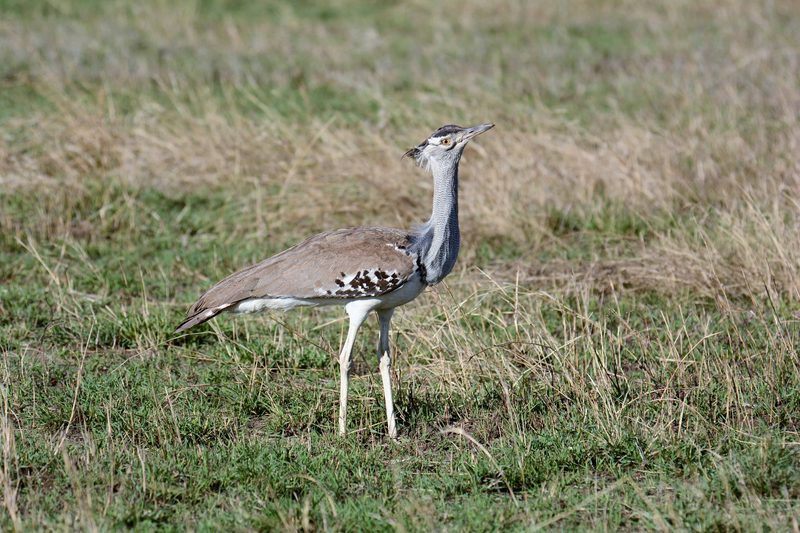 A kori bustard walking through grass