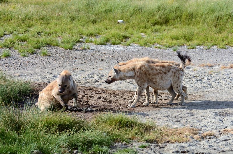 Two spotted hyenas at a muddy hollow