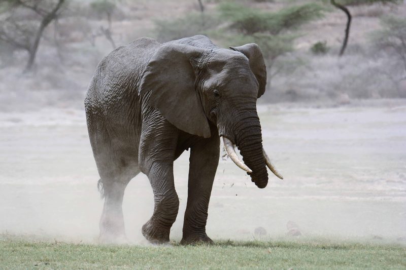 An elephant walking out of a cloud of dust