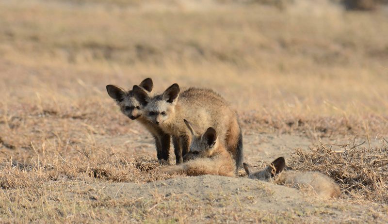A family of bat-eared foxes lying in dry grass