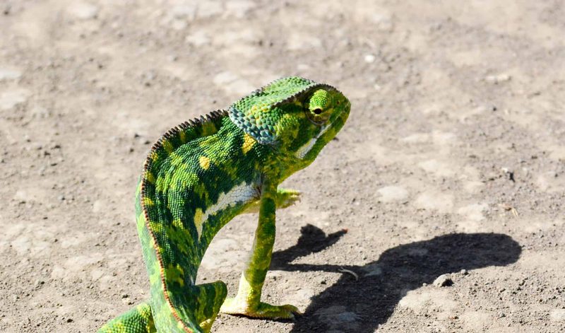 A chameleon crossing bare ground