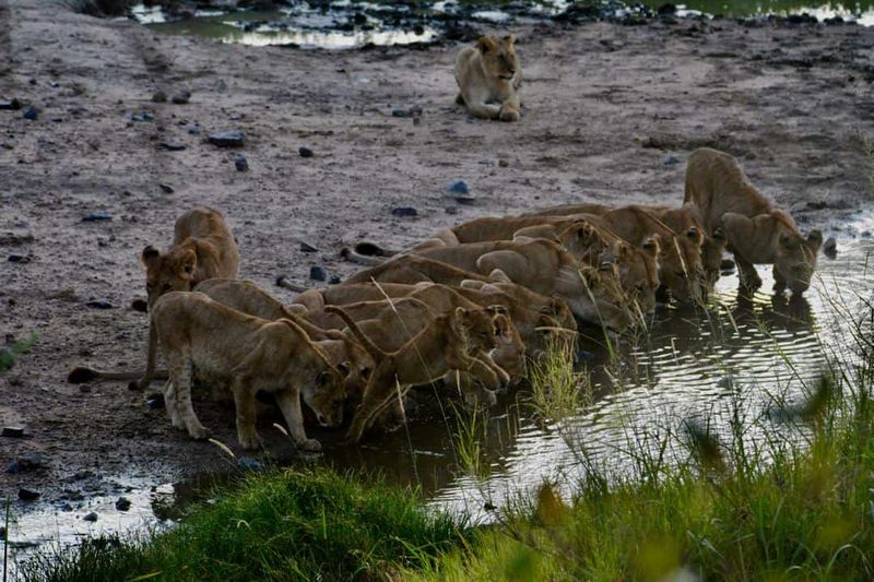A pride of lions drinking at a pool