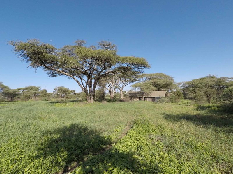 Acacia trees and green grass on the plains near camp