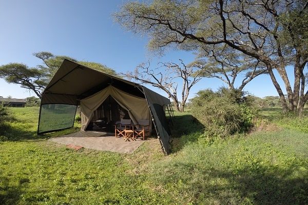A guest tent among acacia trees on green grass