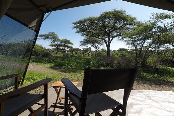 View from the director's chairs on a guest tent veranda out to acacia trees under a blue sky