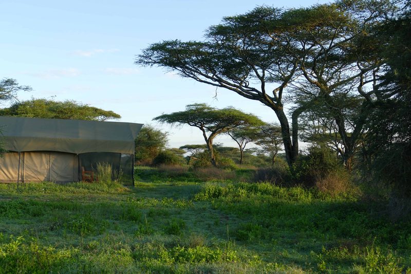 Acacia trees and green grass around camp, a tent at the edge of the clearing