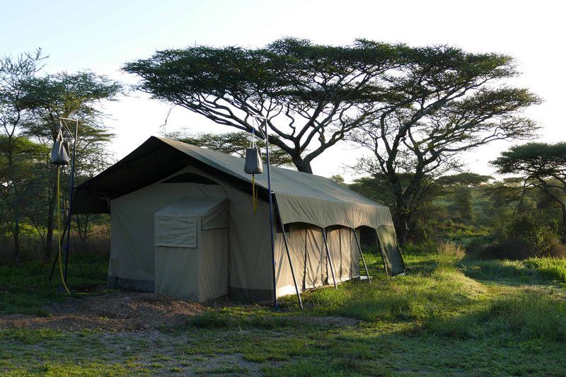 A camp tent beneath flat-topped acacia trees