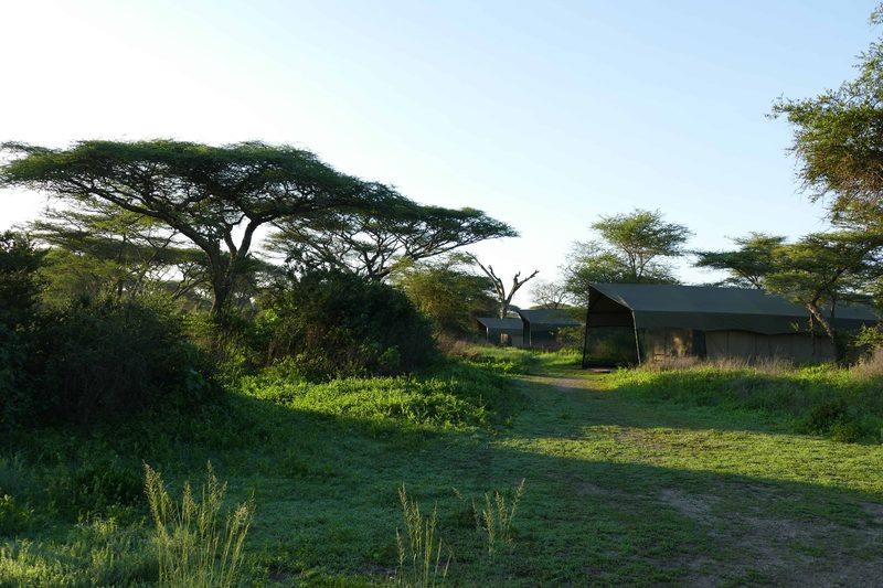 Tents among bushes and acacia trees on green grass