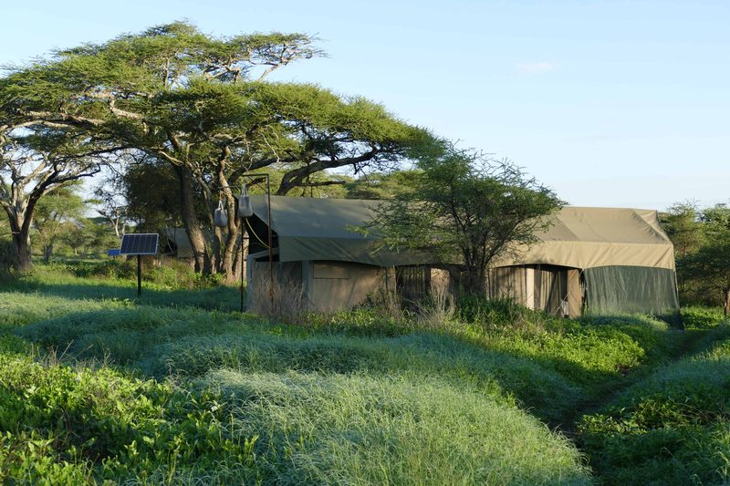 Tents among acacia trees across a green clearing