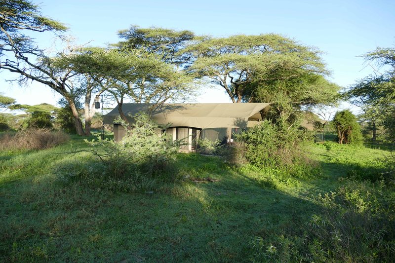 A tent half hidden among trees and long green grass
