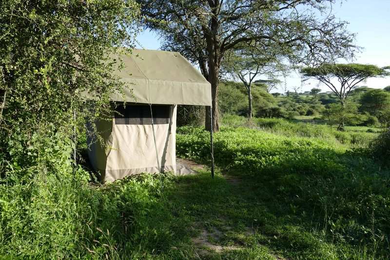 A canvas tent shaded by acacia trees and bush