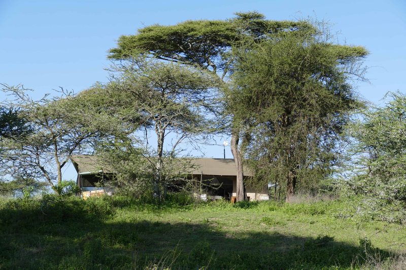 The mess tent under tall acacia trees, seen across the grass