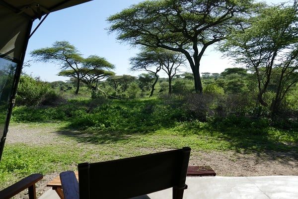 View from a guest tent veranda across the grass to acacia trees, a wooden chair in the foreground