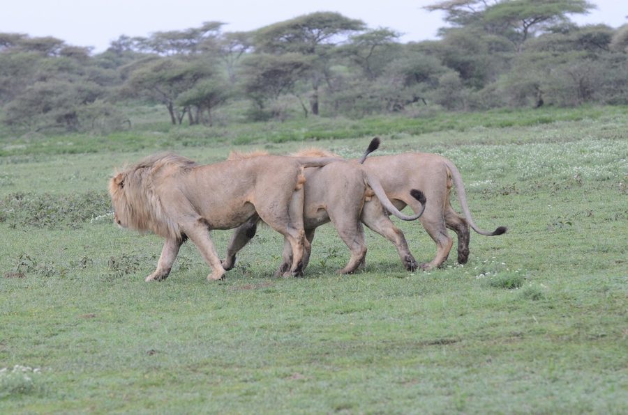 Three young male lions walking together across open grass