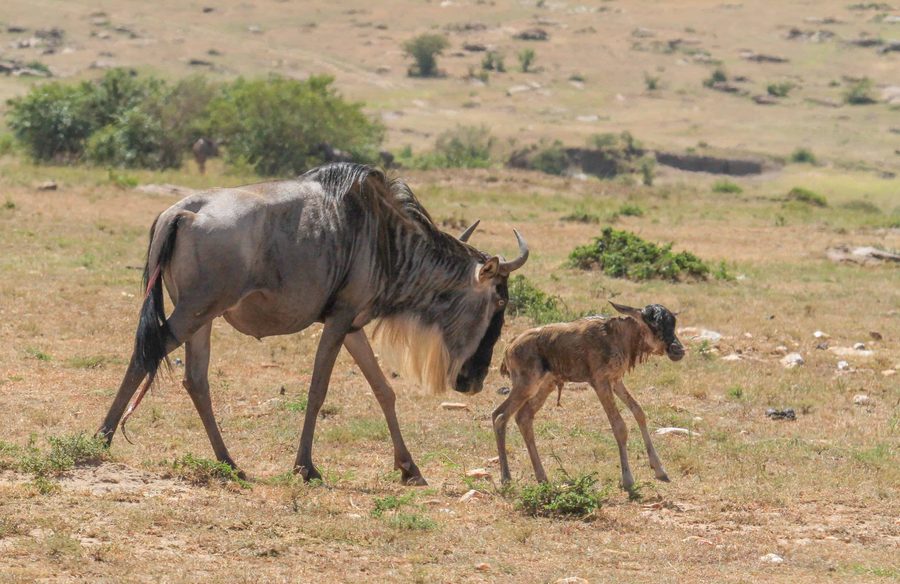 A wildebeest mother walking with her newborn calf