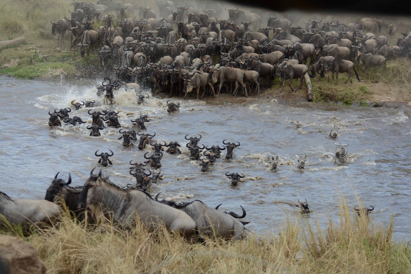 Wildebeest leaping into a river and swimming across during the migration